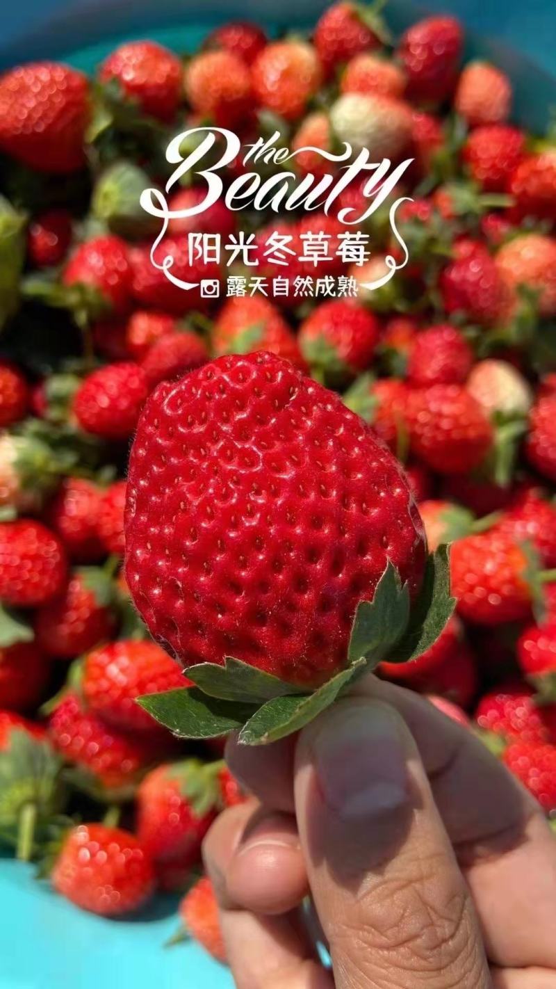 凉山草莓奶油草莓口感香甜一件代发新鲜直达