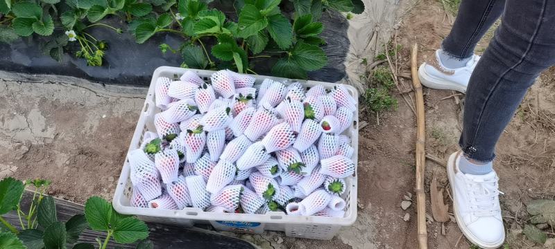 凉山草莓奶油草莓口感香甜一件代发新鲜直达