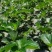 凉山草莓奶油草莓口感香甜一件代发新鲜直达