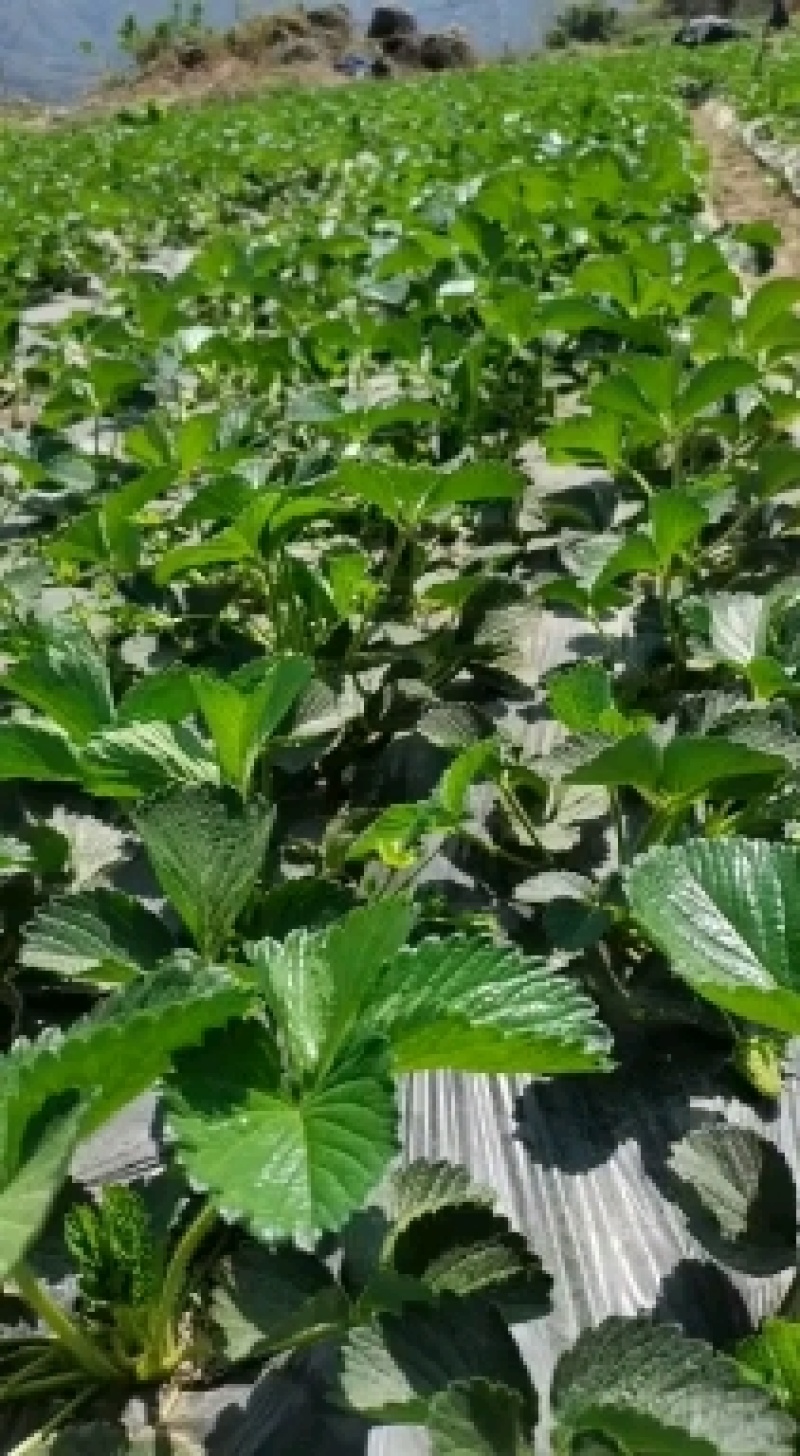 凉山草莓奶油草莓口感香甜一件代发新鲜直达