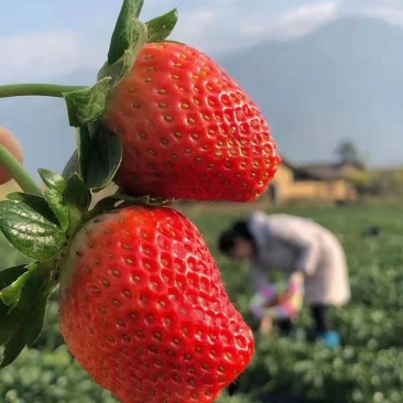 凉山草莓奶油草莓口感香甜一件代发新鲜直达