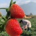凉山草莓奶油草莓口感香甜一件代发新鲜直达