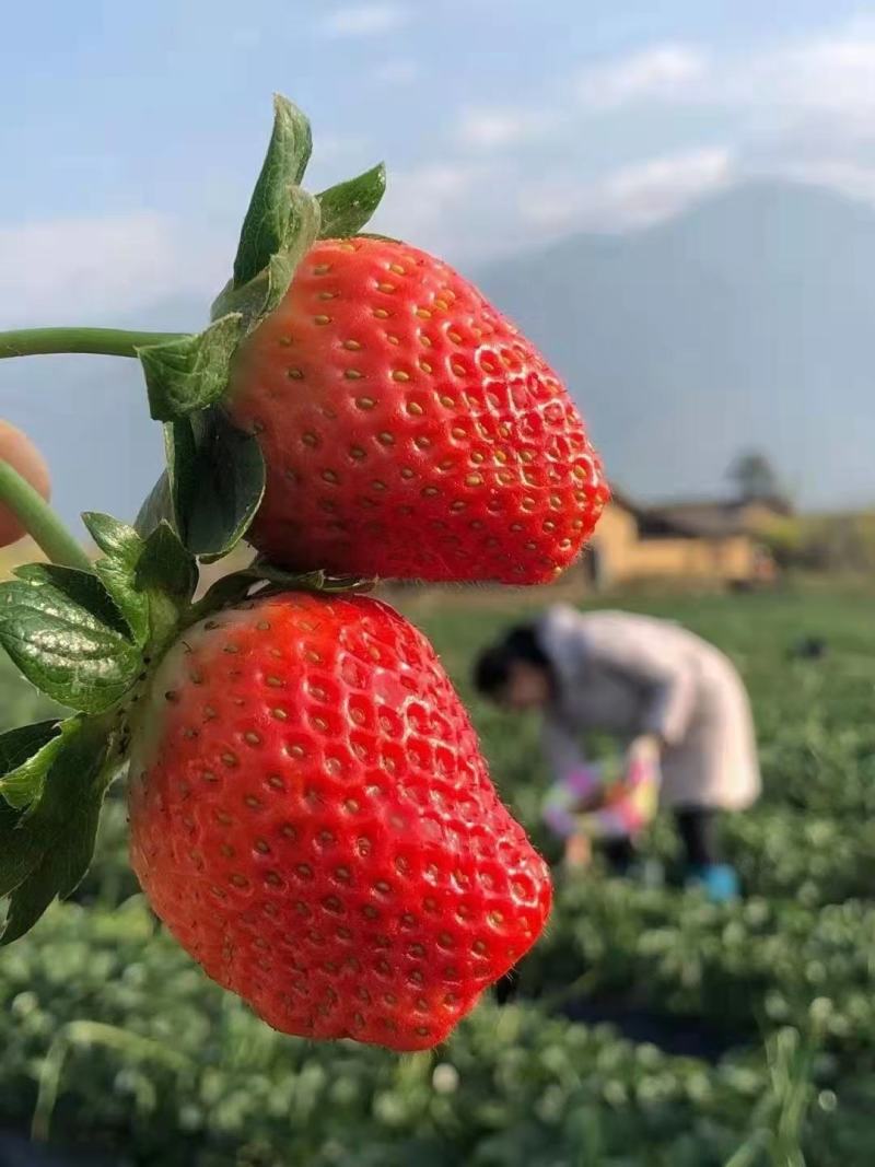 凉山草莓奶油草莓口感香甜一件代发新鲜直达
