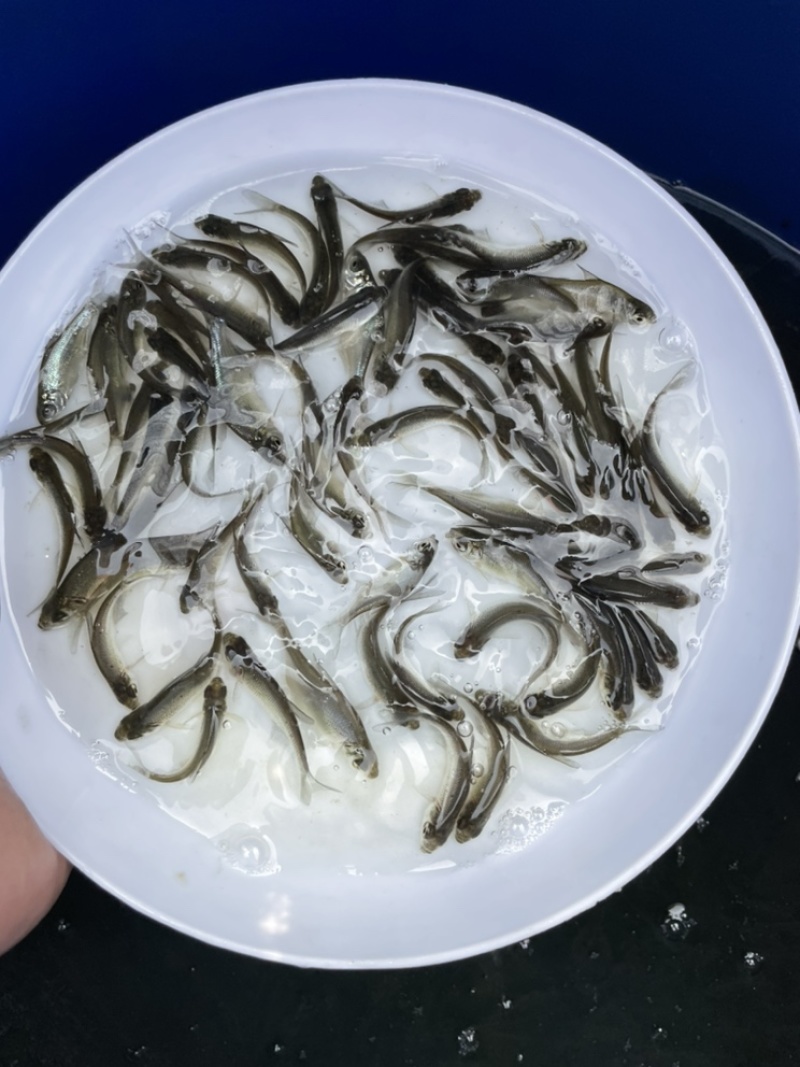 优选广东鳊鱼苗武昌鱼苗鳊鱼苗三角鲂鱼苗大量上市欢迎来电