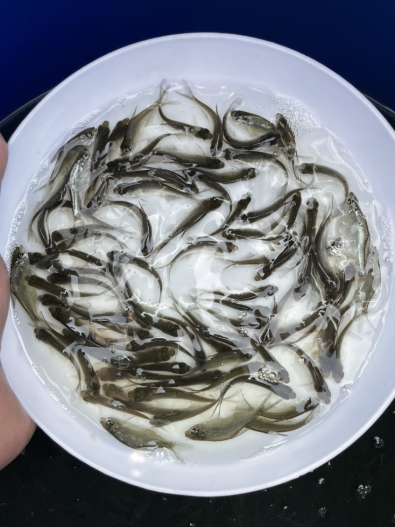 优选广东鳊鱼苗武昌鱼苗鳊鱼苗三角鲂鱼苗大量上市欢迎来电