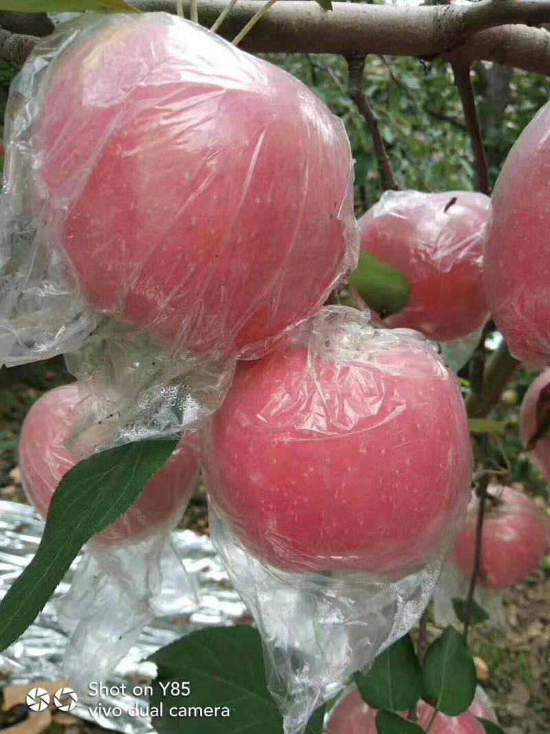 陕西咸阳乾县纸加膜红富士，个大，色红，果面细腻，脆，甜，