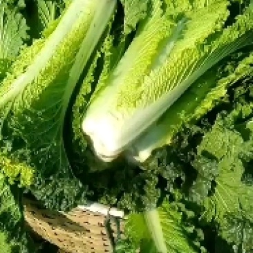 湖南竹筒白菜数绿60白菜青麻叶天津绿白菜火热订货中