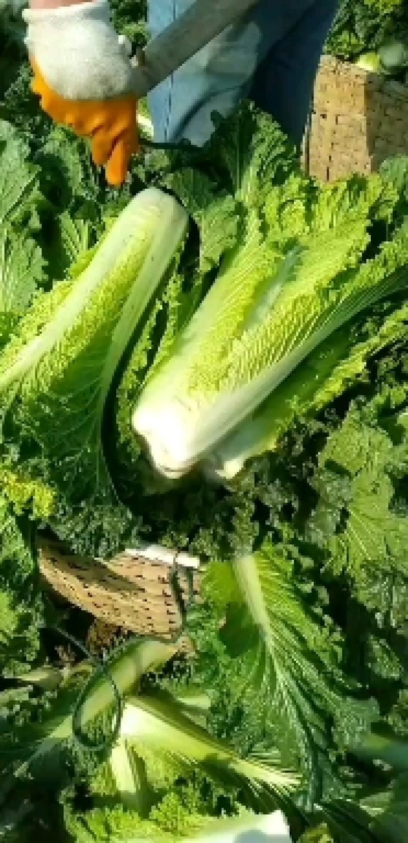 湖南竹筒白菜数绿60白菜青麻叶天津绿白菜火热订货中