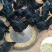 五黑一绿鸡苗