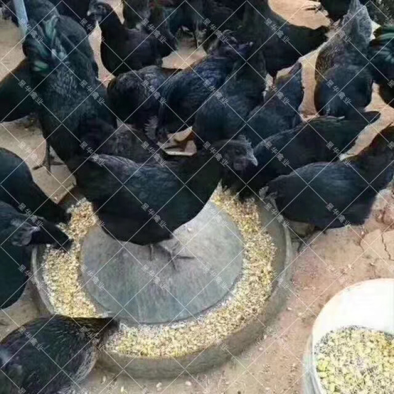 五黑一绿鸡苗