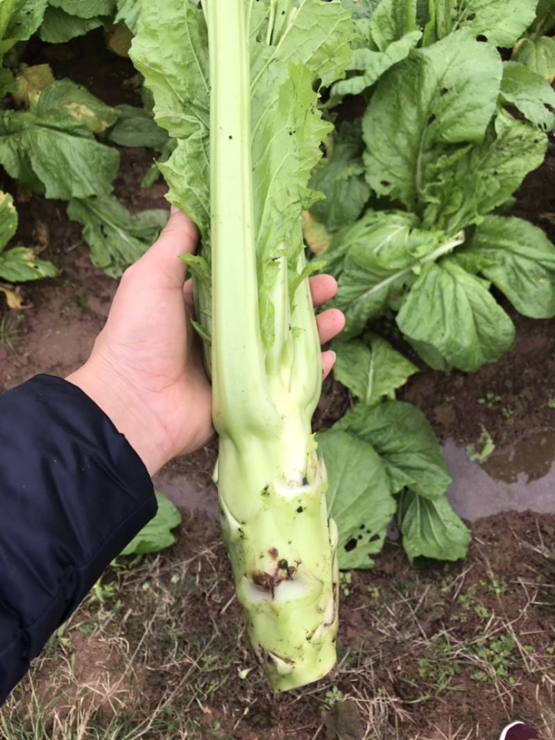 棒菜四川精品棒菜，新鲜供应，电商，平台，超市