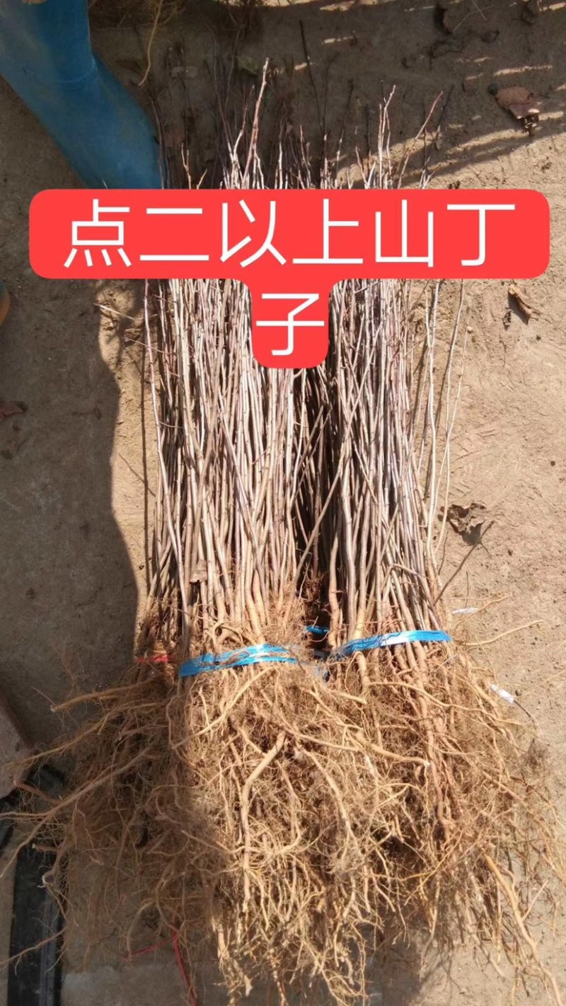 供应各种规格山丁子苗、大中小都有