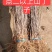 供应各种规格山丁子苗、山梨丁子苗、各种规格丁子，