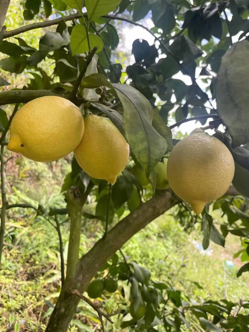 优力克黄果通货柠檬食用护肤天然无任何添加剂放心使用