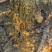 野生红穿破石根条，质量好，要货上山现采。