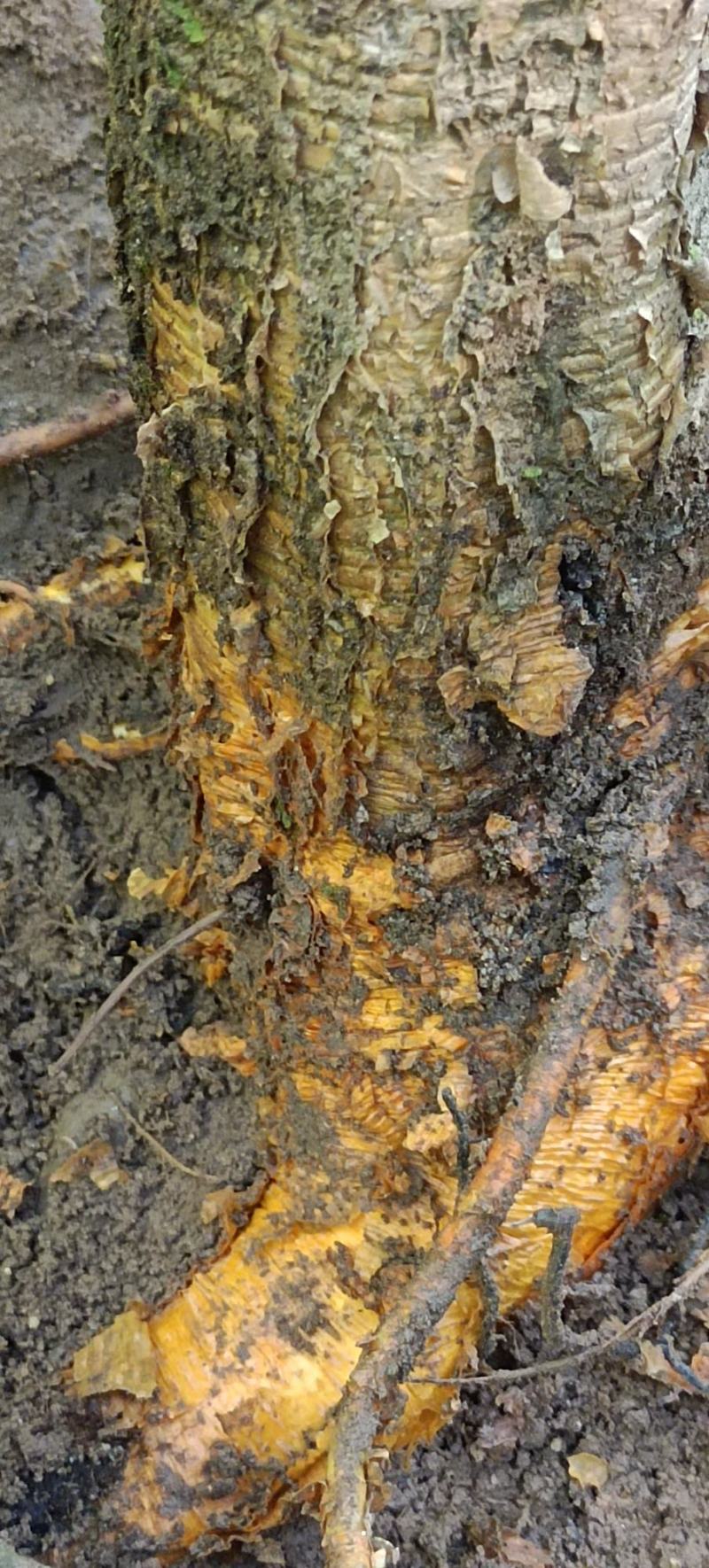 野生红穿破石根条，质量好，要货上山现采。