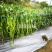 川椒长线线椒种子易晒32㎝中早熟高产抗病春秋可栽