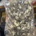 鹿茸菇新货鹿茸菇无硫香菇干货福建特产无干燥剂净重鹿茸菇