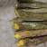 包邮野生十大功劳，土黄莲，现采现发，有需要联系。
