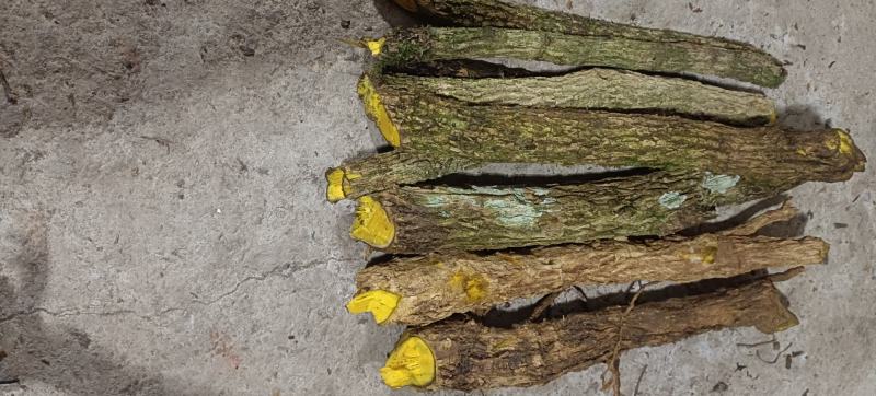 包邮野生十大功劳，土黄莲，现采现发，有需要联系。