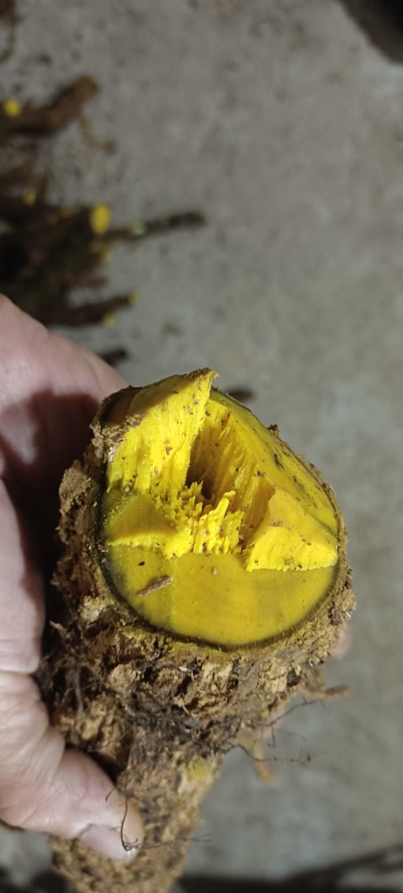 包邮野生十大功劳，土黄莲，现采现发，有需要联系。