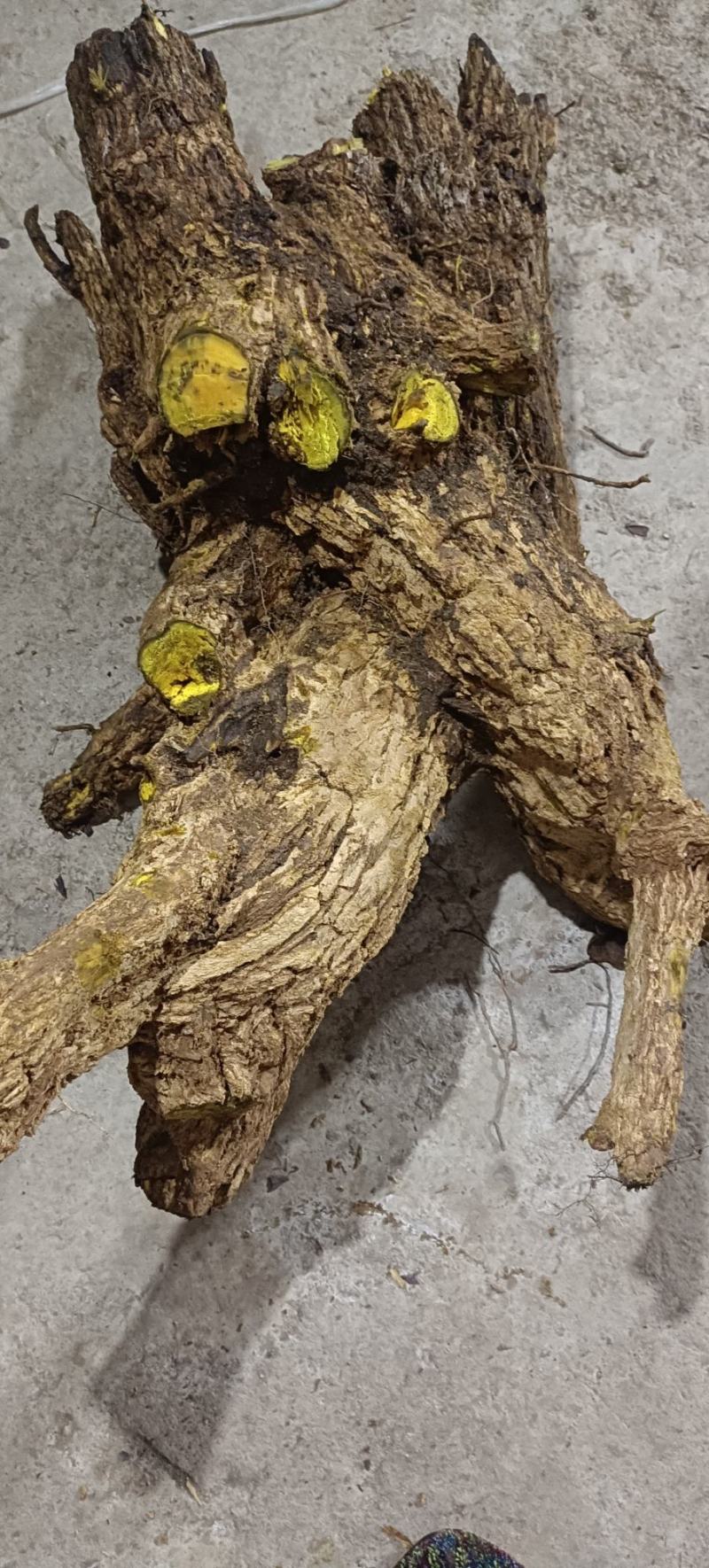 包邮野生十大功劳，土黄莲，现采现发，有需要联系。