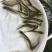 优选广东鳊鱼苗武昌鱼苗鳊鱼苗三角鲂鱼苗大量上市欢迎来电