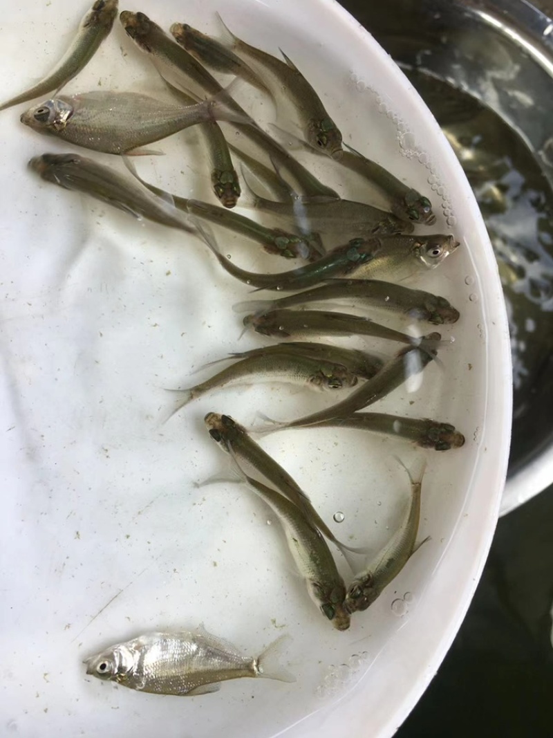 优选广东鳊鱼苗武昌鱼苗鳊鱼苗三角鲂鱼苗大量上市欢迎来电