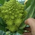 宝塔花菜