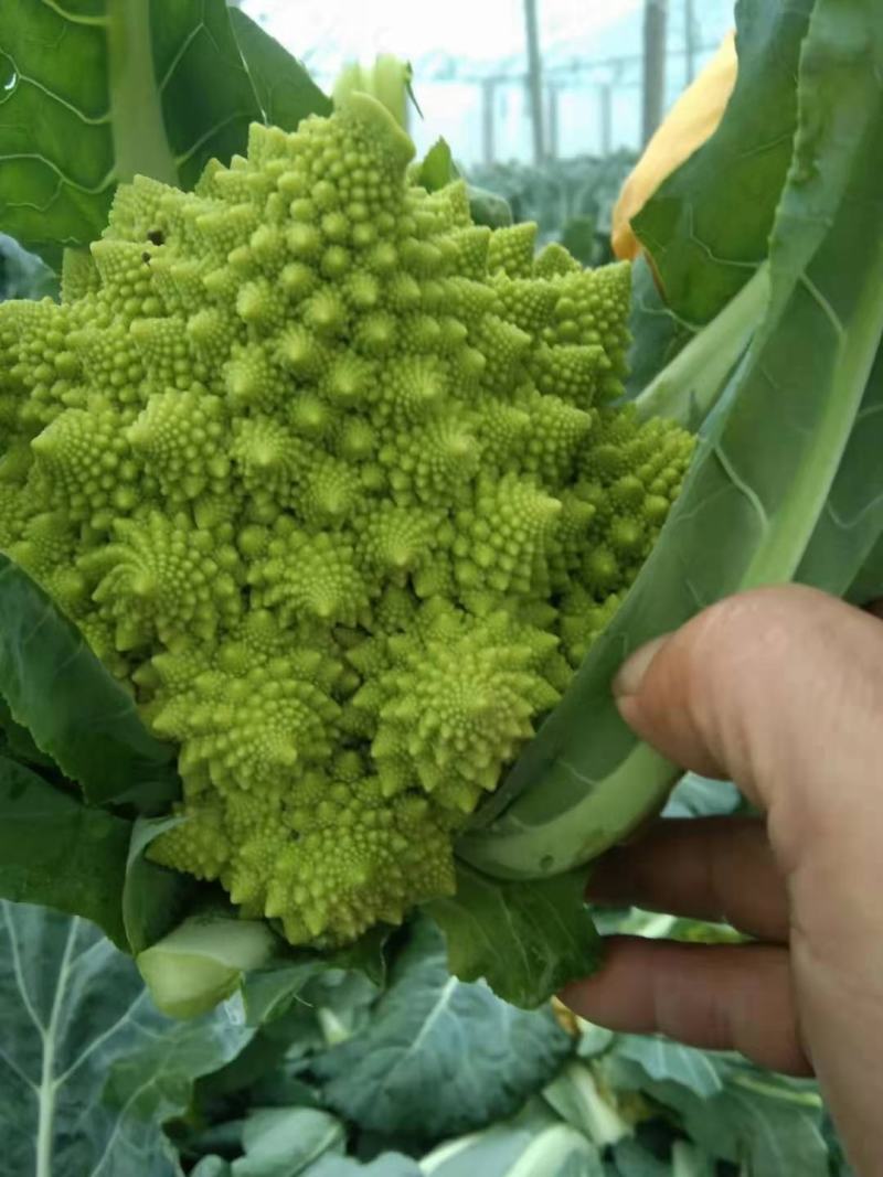 宝塔花菜
