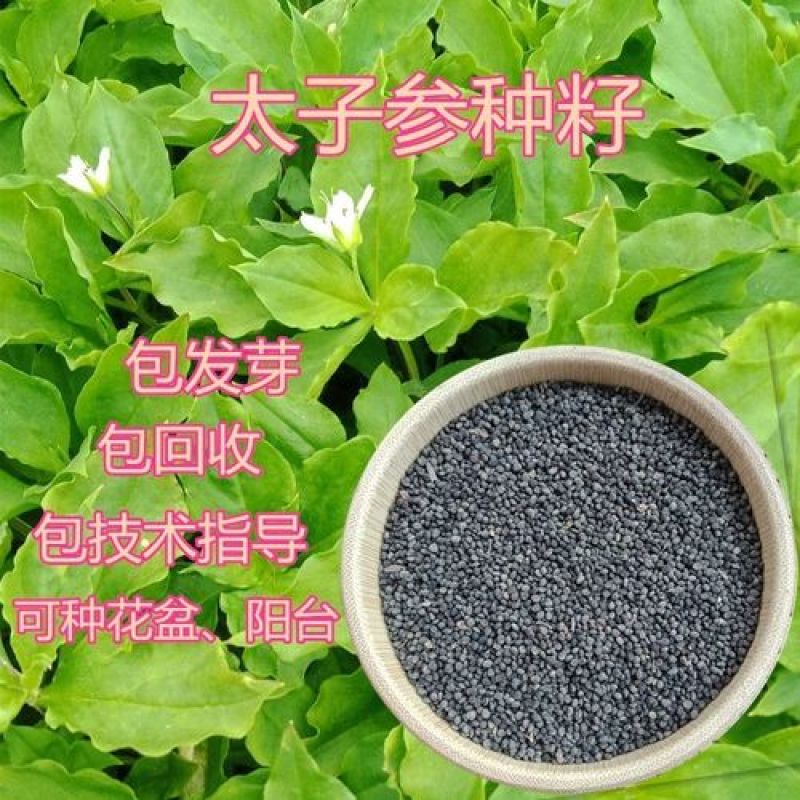 太子参种子药材四叶参种籽四季播种阳台盆栽孩儿童参太子