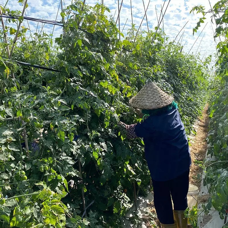 【市场批发】福建超甜黄金新鲜圣女果小番茄千禧果西红柿