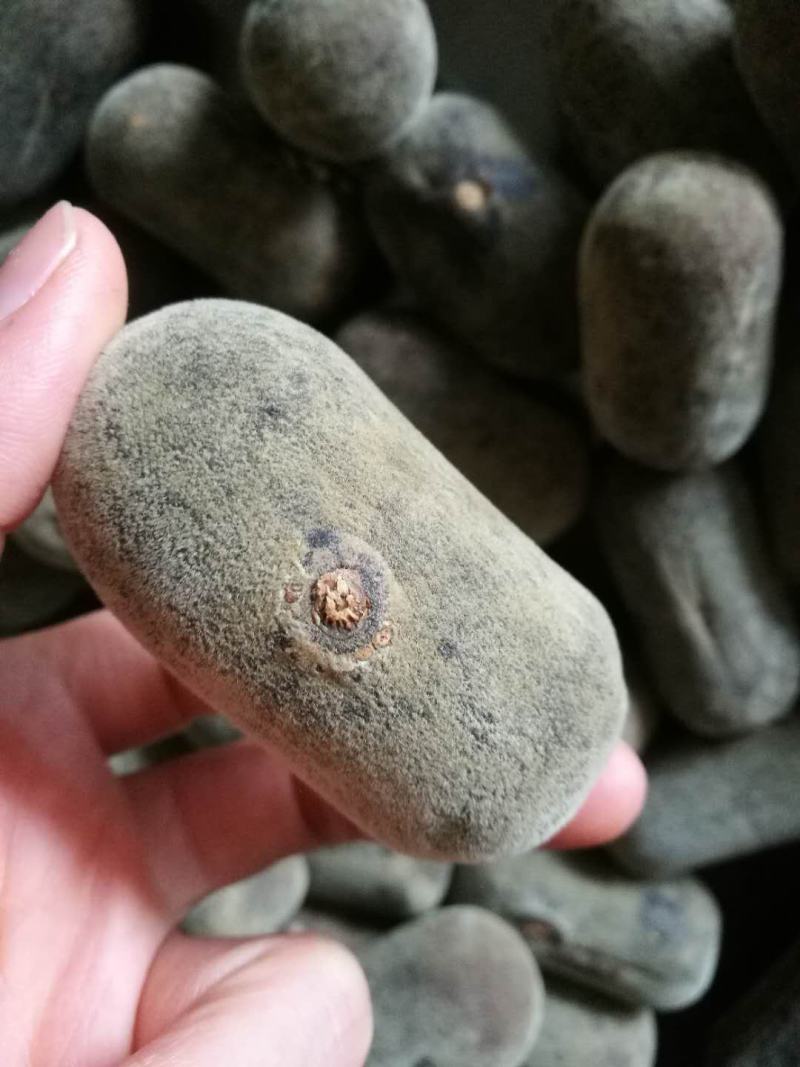 化州橘红压果假一赔三（产地直销）规格2.8cm量大从优