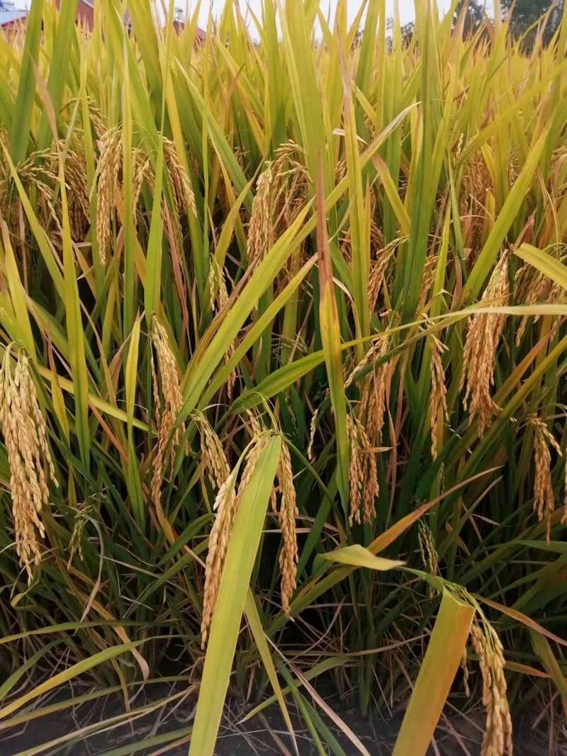 优选中旱221旱稻种子产量高品种好欢迎来电