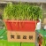 韭菜盆黄韭盆景盆长条型阳台种菜盆草莓盆