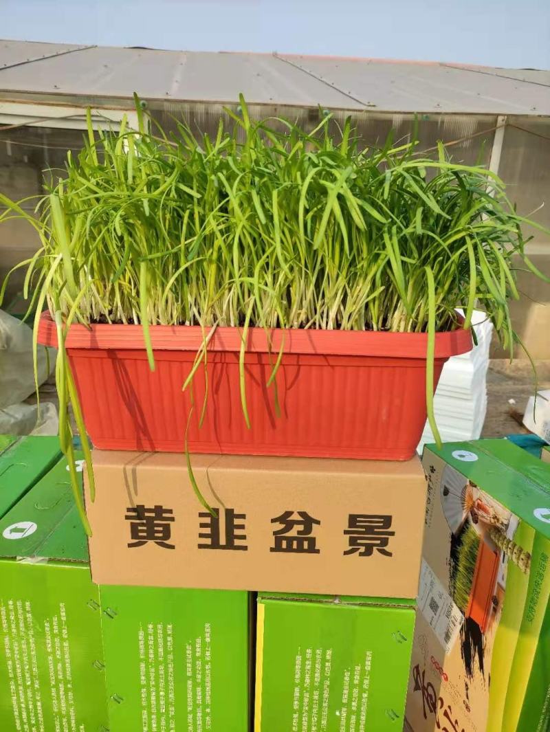 韭菜盆黄韭盆景盆长条型阳台种菜盆草莓盆