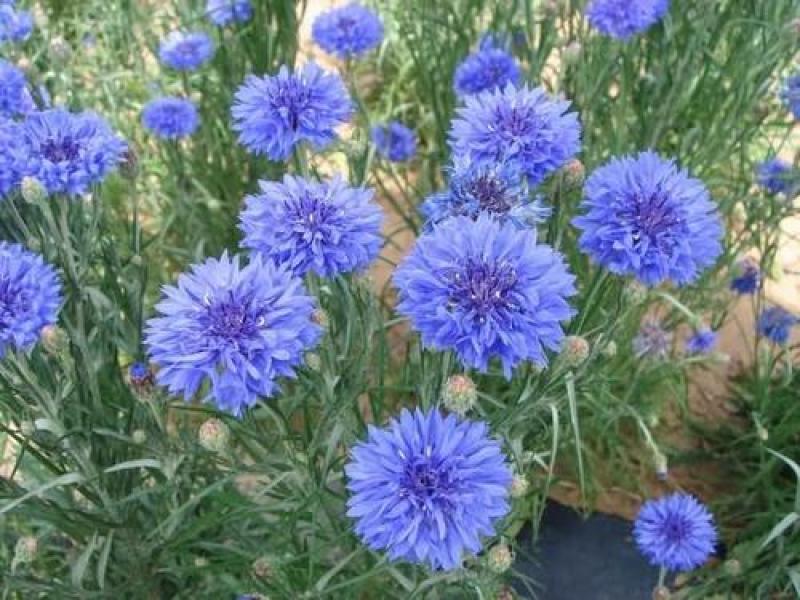 矢车菊种子花种子四季种易活花籽耐寒蓝芙蓉种子庭院室外花种