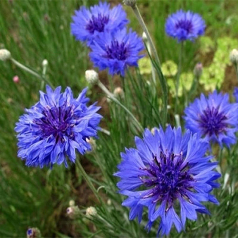 矢车菊种子花种子四季种易活花籽耐寒蓝芙蓉种子庭院室外花种