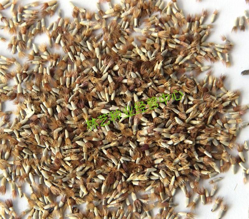 矢车菊种子花种子四季种易活花籽耐寒蓝芙蓉种子庭院室外花种