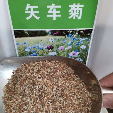 矢车菊种子花种子四季种易活花籽耐寒蓝芙蓉种子庭院室外花种