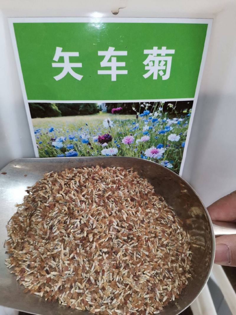 矢车菊种子花种子四季种易活花籽耐寒蓝芙蓉种子庭院室外花种