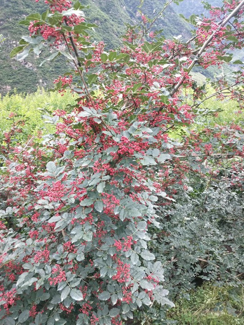 (禹羌老农民)茂县大红袍花椒