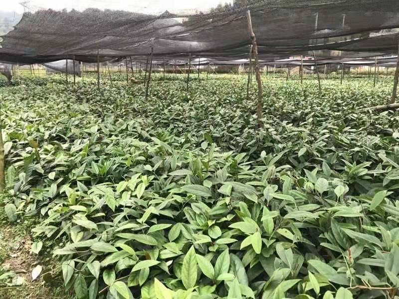 【爆款】正宗布福娜营养杯苗、黑老虎树苗包成活率包技术指导