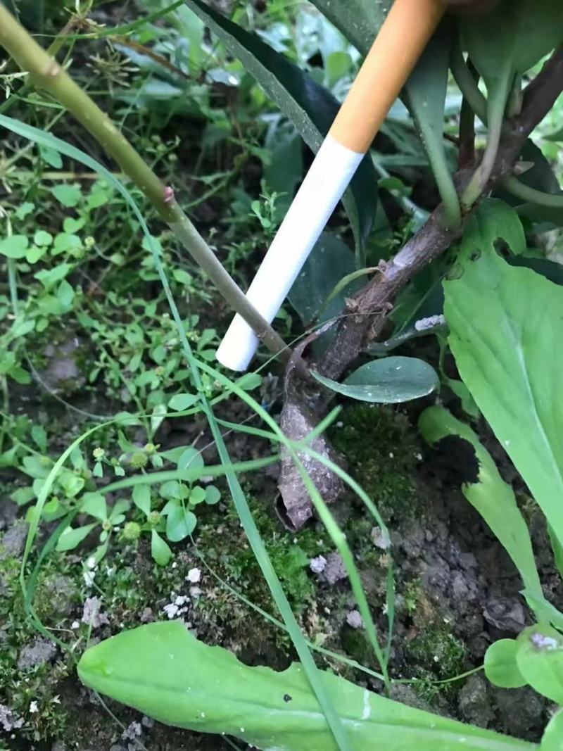 【爆款】正宗布福娜营养杯苗、黑老虎树苗包成活率包技术指导
