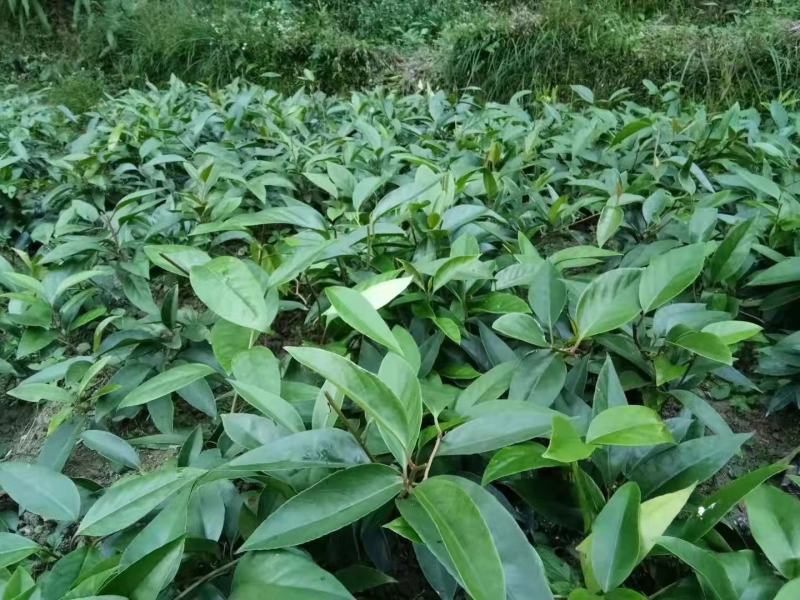 【爆款】正宗布福娜营养杯苗、黑老虎树苗包成活率包技术指导