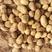 小土豆黄心2-4两大量上，陕北产地优质沙地品种热销中