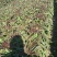 莴苣