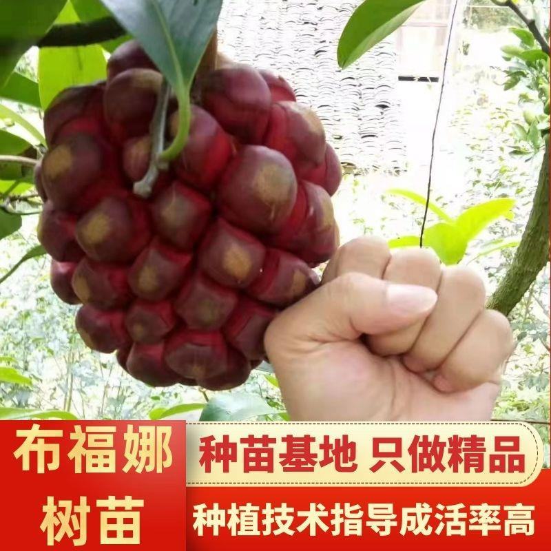 【包邮】少籽纯正品种布福娜树苗黑老虎基地直发量大从优技术