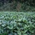 【包邮】少籽纯正品种布福娜树苗黑老虎基地直发量大从优技术