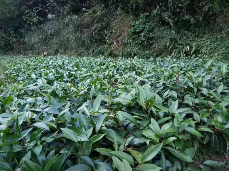 【包邮】少籽纯正品种布福娜树苗黑老虎基地直发量大从优技术